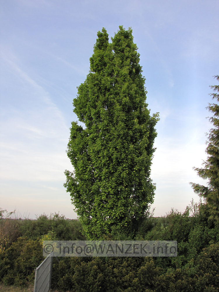 Quercus robur Fastigiata Sol1.JPG